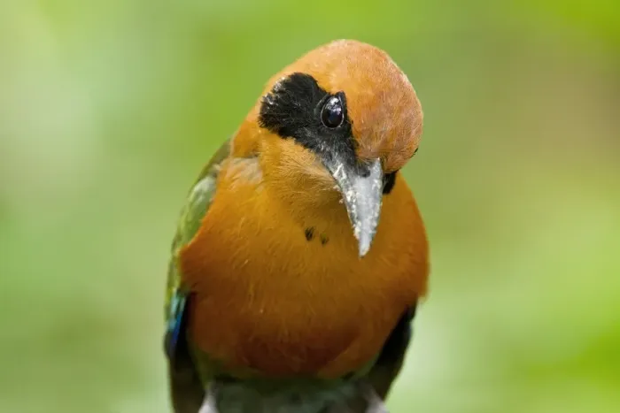 Framed Print : Rufous Motmot (Baryphthengus martii) adult, close-up of head and breast, in montane rainforest, Milpe, Andes, Ecuador