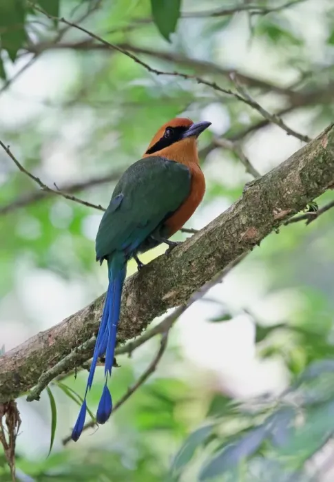Framed Print : Rufous Motmot (Baryphthengus martii semirufus) adult, perched on branch, Canopy Lodge, El Valle, Panama, October Framed Print : Rufous Motmot (Baryphthengus martii semirufus) adult, perched on branch, Canopy Lodge, El Valle, Panama, October