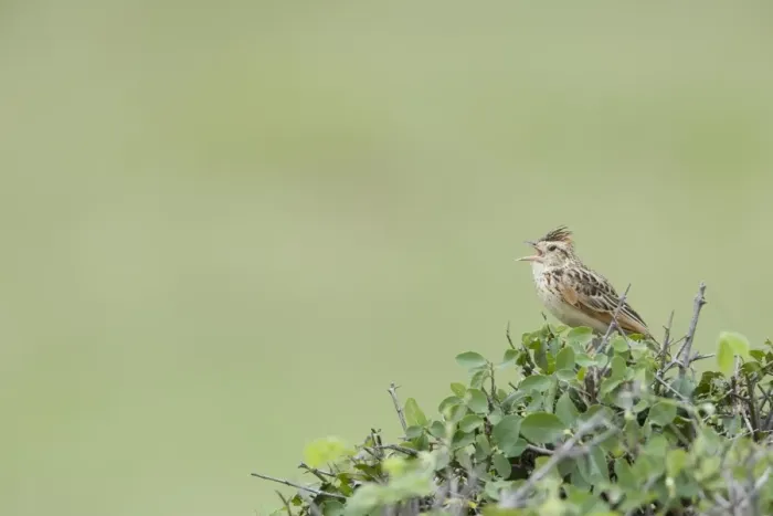 Framed Print : Rufous-naped Lark (Mirafra africana) adult, calling, perched in bush, Masai Mara, Kenya