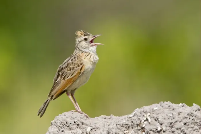 Framed Print : Rufous-naped Lark (Mirafra africana) adult male, singing, standing on top of termite mound, Okavango Delta, Botswana Framed Print : Rufous-naped Lark (Mirafra africana) adult male, singing, standing on top of termite mound, Okavango Delta, Botswana