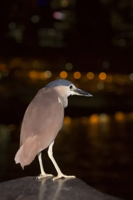 Framed Print : Rufous Night-heron (Nycticorax caledonicus) adult, with lights from city reflected in water at night, Melbourne