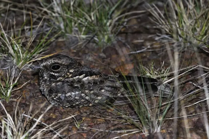 Framed Print : Rufous Nightjar (Caprimulgus rufus) adult, resting on ground at night, Rupununi, Guyana Framed Print : Rufous Nightjar (Caprimulgus rufus) adult, resting on ground at night, Rupununi, Guyana