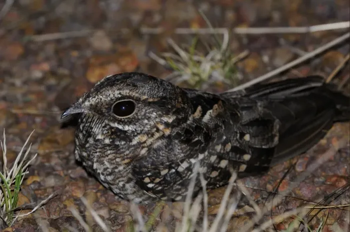 Framed Print : Rufous Nightjar (Caprimulgus rufus) adult, resting on ground at night, Rupununi, Guyana Framed Print : Rufous Nightjar (Caprimulgus rufus) adult, resting on ground at night, Rupununi, Guyana