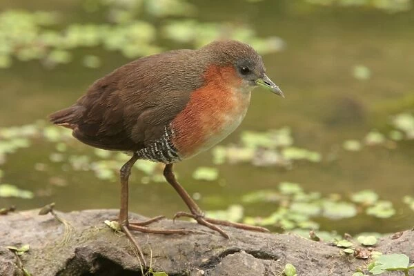 Rufous-sided Crake (Laterallus melanophaius) adult, standing at edge of water, Vicente Lopez, Buenos Aires Province, Argentina, october