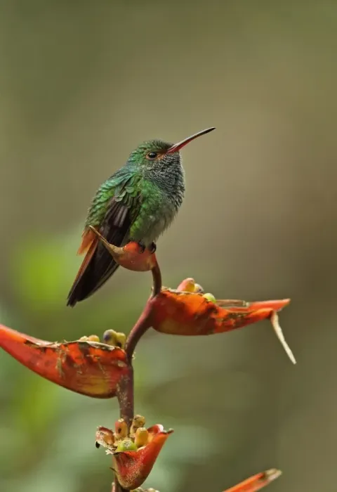 Framed Print : Rufous-tailed Hummingbird (Amazilia tzacatl tzacatl) adult, perched on heliconia flower, Canopy Lodge, El Valle Framed Print : Rufous-tailed Hummingbird (Amazilia tzacatl tzacatl) adult, perched on heliconia flower, Canopy Lodge, El Valle