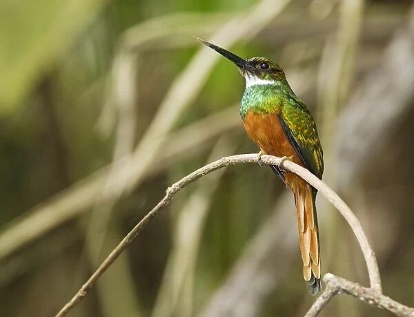 Rufous-tailed Jacamar (Galbula ruficauda) adult male, perched on twig in montane rainforest, Andes, Ecuador, November