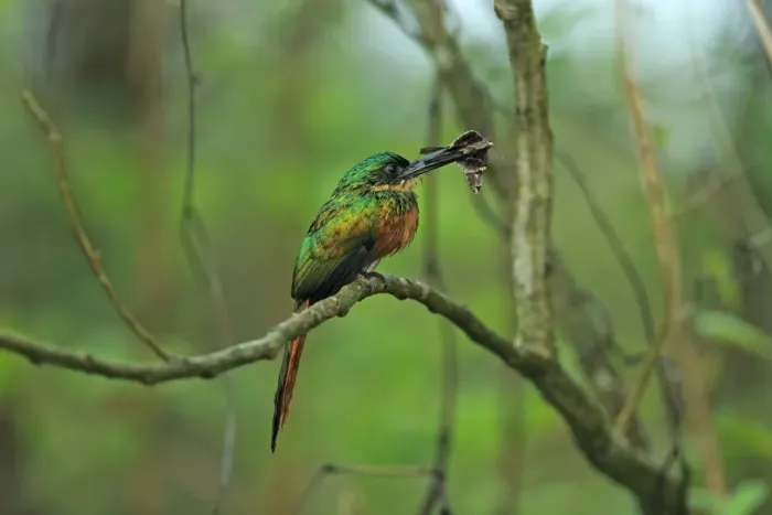 Framed Print : Rufous-tailed Jacamar (Galbula ruficauda) adult female, with butterfly prey in beak, perched on twig, Trinidad Framed Print : Rufous-tailed Jacamar (Galbula ruficauda) adult female, with butterfly prey in beak, perched on twig, Trinidad
