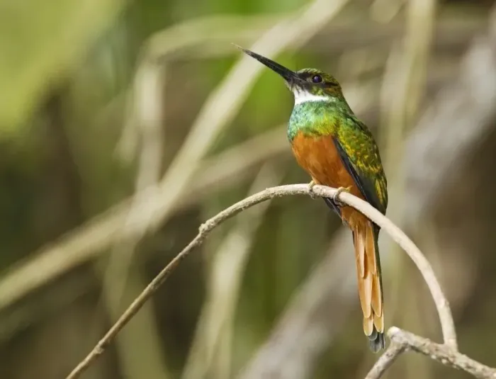 Framed Print : Rufous-tailed Jacamar (Galbula ruficauda) adult male, perched on twig in montane rainforest, Andes, Ecuador, November