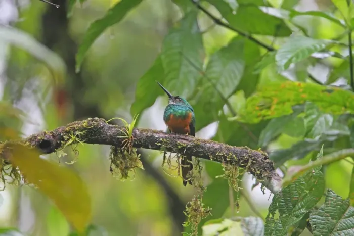 Framed Print : Rufous-tailed Jacamar (Galbula ruficauda) adult male, perched on branch, Costa Rica, february Framed Print : Rufous-tailed Jacamar (Galbula ruficauda) adult male, perched on branch, Costa Rica, february