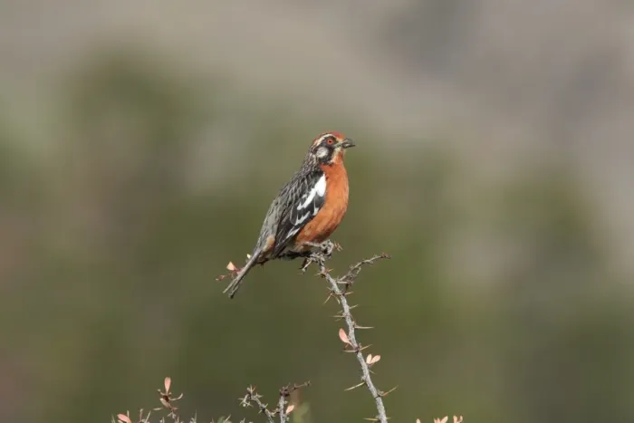 Framed Print : Rufous-tailed Plantcutter (Phytotoma rara) adult male, perched on spiny twig, El Chalten, Santa Cruz, Argentina, november