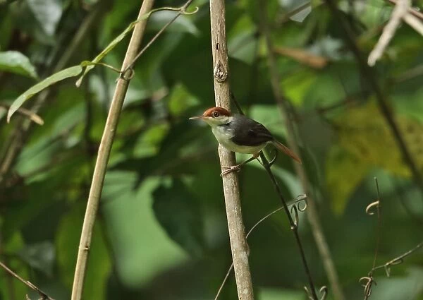 Rufous-tailed Tailorbird (Orthotomus sericeus hesperius) adult, perched on stem, Way Kambas N. P