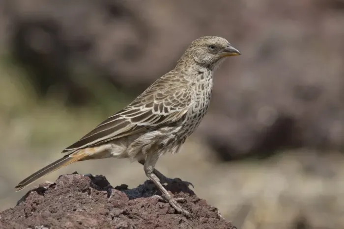 Framed Print : Rufous-tailed Weaver (Histurgops ruficauda) adult, perched on rock, Ngorongoro Crater, Tanzania, november Framed Print : Rufous-tailed Weaver (Histurgops ruficauda) adult, perched on rock, Ngorongoro Crater, Tanzania, november