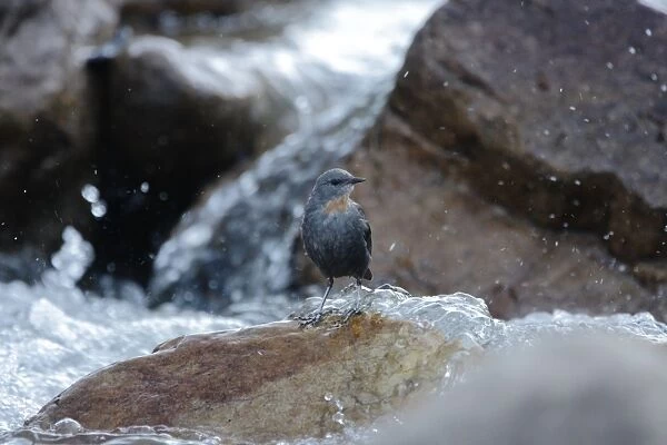 Rufous-throated Dipper (Cinclus schulzi) adult, standing on rock in fast-flowing stream, Meconila, Jujuy, Argentina, july