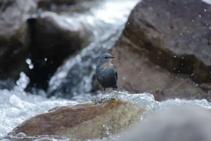 Framed Print : Rufous-throated Dipper (Cinclus schulzi) adult, standing on rock in fast-flowing stream, Meconila, Jujuy, Argentina, july Framed Print : Rufous-throated Dipper (Cinclus schulzi) adult, standing on rock in fast-flowing stream, Meconila, Jujuy, Argentina, july
