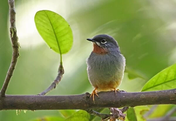 Rufous-throated Solitaire (Myadestes genibarbis sanctaeluciae) adult, perched on branch, Quilesse Forest Reserve, St
