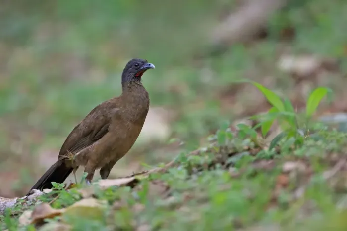 Framed Print : Rufous-vented Chachalaca (Ortalis ruficauda) adult, standing on ground, Tobago, Trinidad and Tobago, May