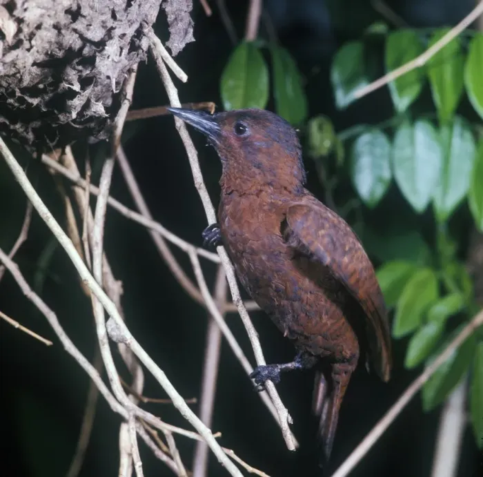 Framed Print : Rufous Woodpecker (Micropternus brachyurus jerdonii) Nesting in Tree-ant (Crematogaser) Framed Print : Rufous Woodpecker (Micropternus brachyurus jerdonii) Nesting in Tree-ant (Crematogaser)