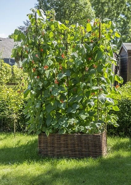 Runner Bean (Phaseolus coccineus) crop, growing in wicker container in garden, Chipping, Lancashire, England, July