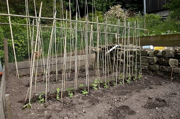 Runner Bean (Phaseolus coccineus) seedlings, growing with cane frame support, in garden vegetable plot, Cumbria