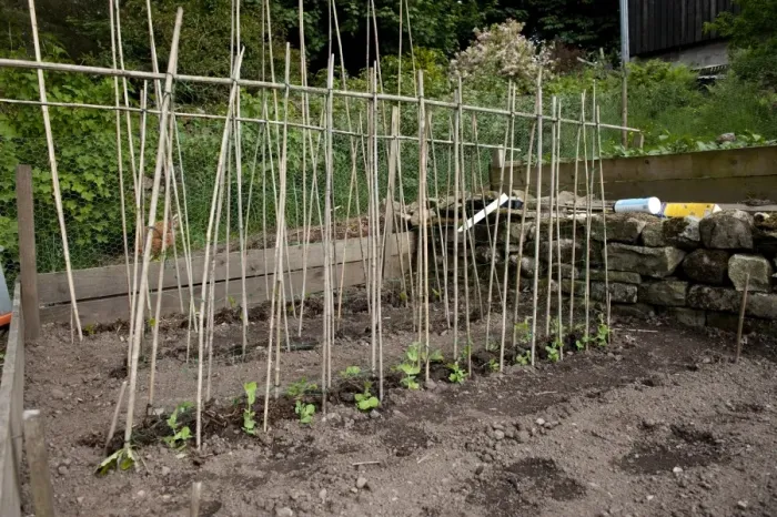 Framed Print : Runner Bean (Phaseolus coccineus) seedlings, growing with cane frame support, in garden vegetable plot, Cumbria Framed Print : Runner Bean (Phaseolus coccineus) seedlings, growing with cane frame support, in garden vegetable plot, Cumbria