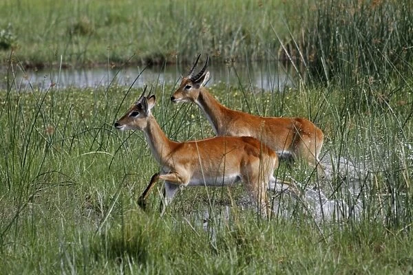 Running young male Red Lechwe Okavango Delta near Kwara. Lechwe are found in marshy areas where they eat aquatic