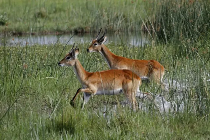 Framed Print : Running young male Red Lechwe Okavango Delta near Kwara. Lechwe are found in marshy areas where they eat aquatic Framed Print : Running young male Red Lechwe Okavango Delta near Kwara. Lechwe are found in marshy areas where they eat aquatic