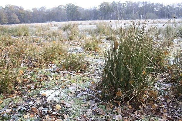 Rushes in frost and snow covered rush pasture habitat, in river valley fen, Redgrave and Lopham Fen N. N. R