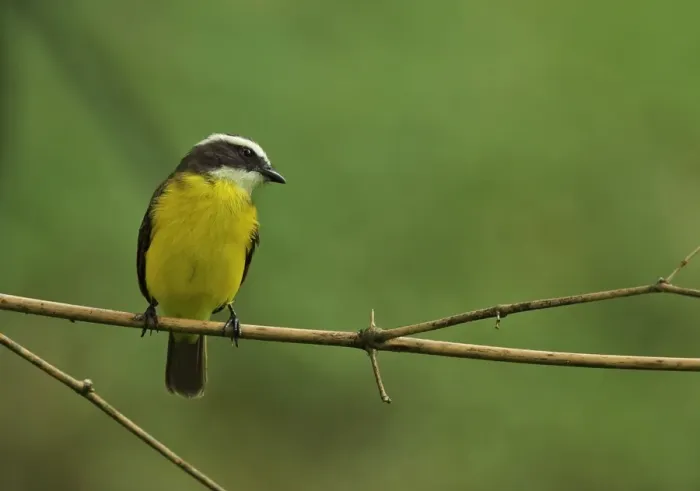 Framed Print : Rusty-margined Flycatcher (Myiozetetes cayanensis hellmayri) adult, perched on twig, Chagres River, Panama, November