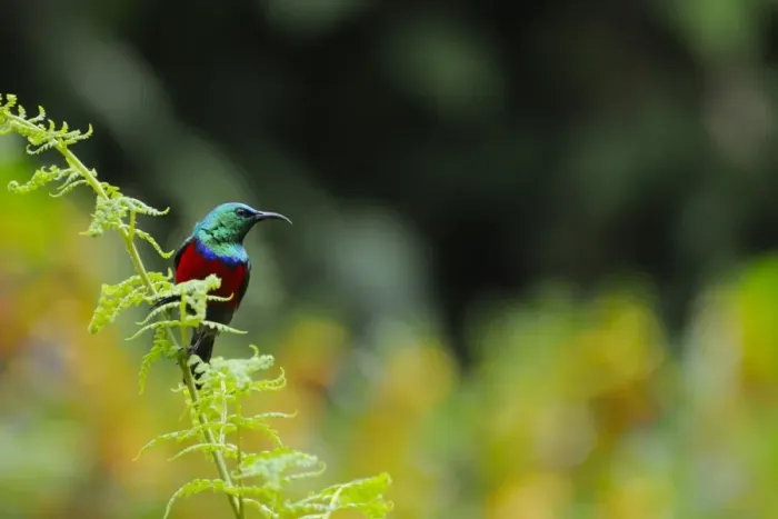 Framed Print : Ruwenzori Double-collared Sunbird (Cinnyris stuhlmanni) adult male, perched on fern, Nyungwe Forest N. P Framed Print : Ruwenzori Double-collared Sunbird (Cinnyris stuhlmanni) adult male, perched on fern, Nyungwe Forest N. P