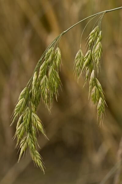 Rye Brome (Bromus secalinus) close-up of flowerheads, growing in arable field, Ranscombe Farm Nature Reserve, Kent