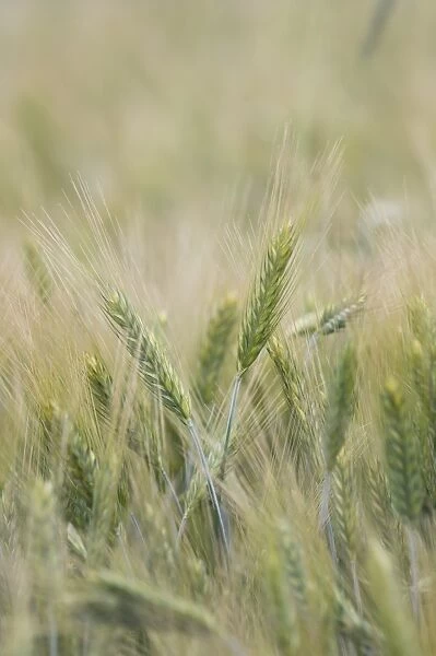 Rye (Secale cereale) crop, close-up of ripening seedheads, Sweden