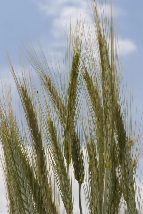 Framed Print : Rye (Secale cereale) crop, close-up of ripening ears, Lincolnshire, England, june Framed Print : Rye (Secale cereale) crop, close-up of ripening ears, Lincolnshire, England, june