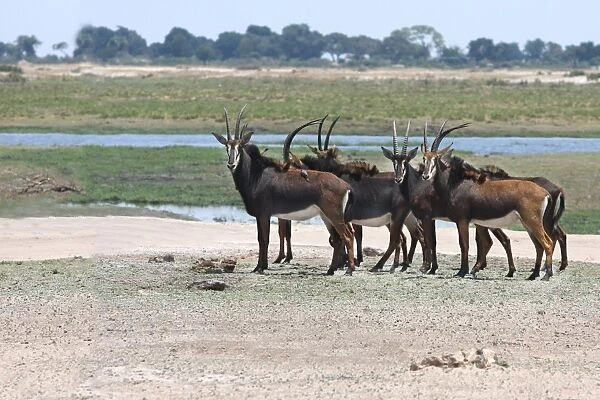 Sable Antelope (Hippotragus niger) adult females, herd standing near waterhole, Chobe N. P. Botswana