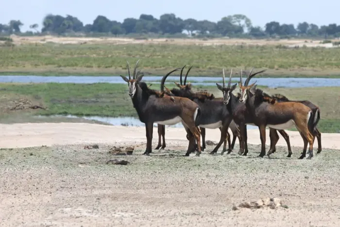 Framed Print : Sable Antelope (Hippotragus niger) adult females, herd standing near waterhole, Chobe N. P. Botswana Framed Print : Sable Antelope (Hippotragus niger) adult females, herd standing near waterhole, Chobe N. P. Botswana