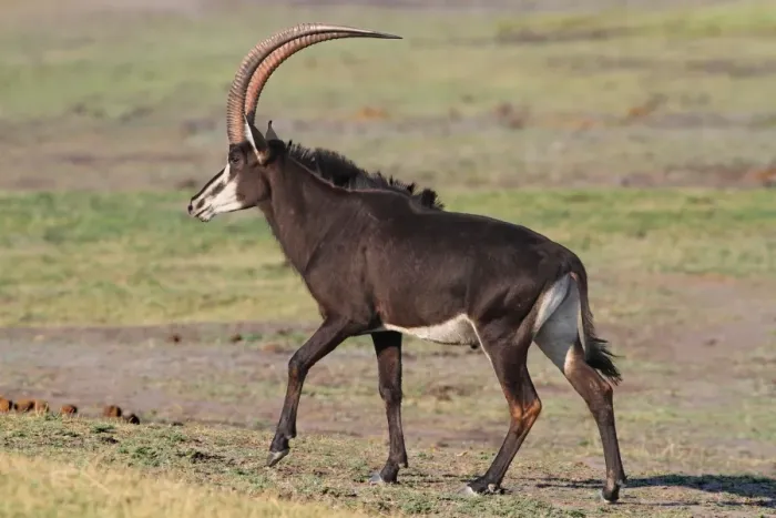 Framed Print : Sable Antelope (Hippotragus niger) adult male, walking on open ground, Chobe N. P. Botswana Framed Print : Sable Antelope (Hippotragus niger) adult male, walking on open ground, Chobe N. P. Botswana