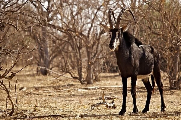 Sable Antelope (Hippotragus niger) adult male, standing in open woodland, Chobe N. P. Botswana, August