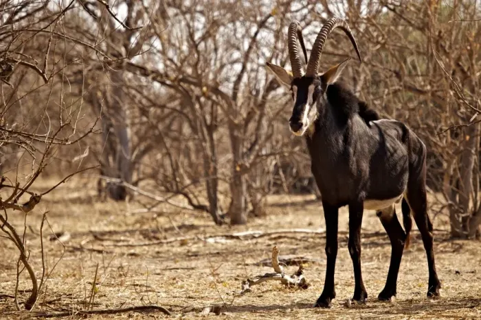 Framed Print : Sable Antelope (Hippotragus niger) adult male, standing in open woodland, Chobe N. P. Botswana, August Framed Print : Sable Antelope (Hippotragus niger) adult male, standing in open woodland, Chobe N. P. Botswana, August