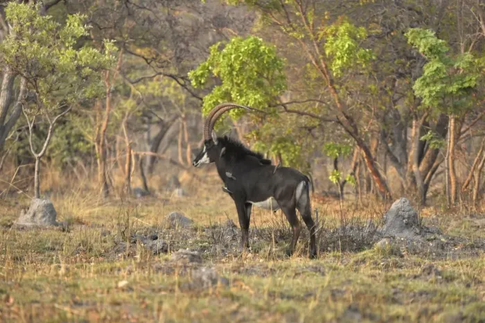 Framed Print : Sable Antelope (Hippotragus niger) adult male, standing in bush clearing, Kafue N. P. Zambia, September Framed Print : Sable Antelope (Hippotragus niger) adult male, standing in bush clearing, Kafue N. P. Zambia, September