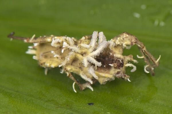 Sac Fungus (Cordyceps sp. ) fruiting bodies emerging from dead parasitized Spider (Ctenidae sp. ), Manu Road