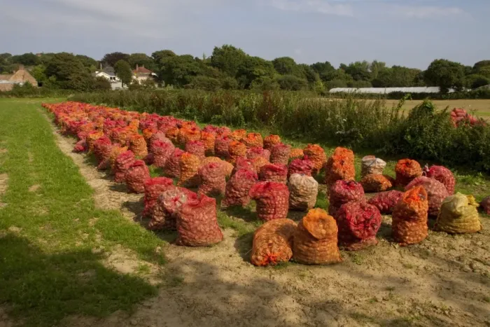 Framed Print : Sacks daffodil bulbs in a Jersey Island field