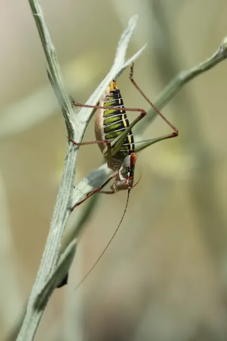 Framed Print : Saddle-backed Bush-cricket (Ephippiger ephippiger) adult, resting on stem, Lesvos, Greece, may