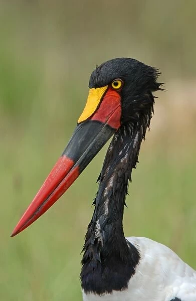 Saddle-billed Stork (Ephippiorhynchus senegalensis) adult female, close-up of head and neck, Masaii Mara, Kenya