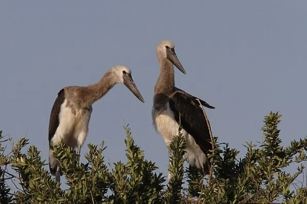 Saddle-billed Stork (Ephippiorhynchus senegalensis) two juveniles, standing in treetop, Masai Mara, Kenya