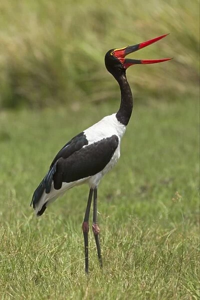 Saddle-billed Stork (Ephippiorhynchus senegalensis) adult female, yawning, Okavango Delta, Botswana
