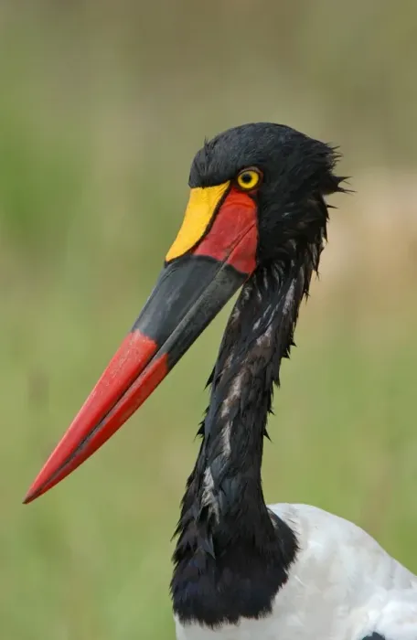 Framed Print : Saddle-billed Stork (Ephippiorhynchus senegalensis) adult female, close-up of head and neck, Masaii Mara, Kenya Framed Print : Saddle-billed Stork (Ephippiorhynchus senegalensis) adult female, close-up of head and neck, Masaii Mara, Kenya