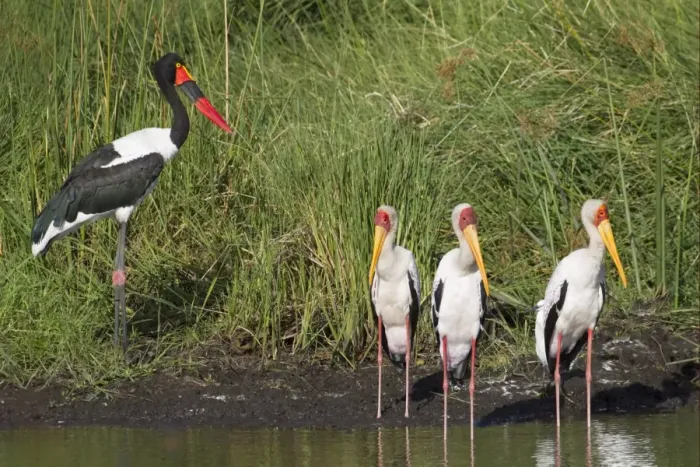 Framed Print : Saddle-billed Stork (Ephippiorhynchus senegalensis) adult female, standing with Yellow-billed Storks (Mycteria ibis) at edge of water, Okavango Delta, Botswana Framed Print : Saddle-billed Stork (Ephippiorhynchus senegalensis) adult female, standing with Yellow-billed Storks (Mycteria ibis) at edge of water, Okavango Delta, Botswana