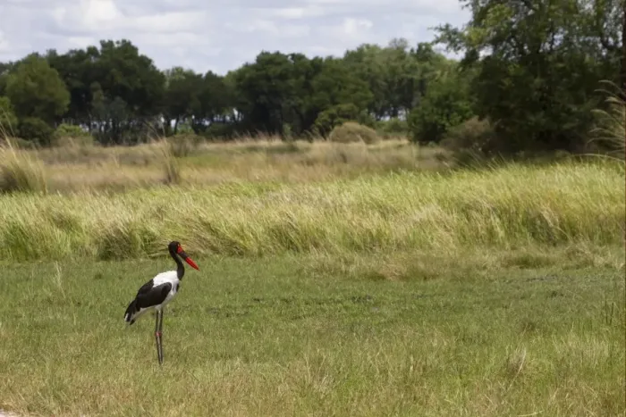 Framed Print : Saddle-billed Stork (Ephippiorhynchus senegalensis) adult female, standing in habitat, Okavango Delta, Botswana