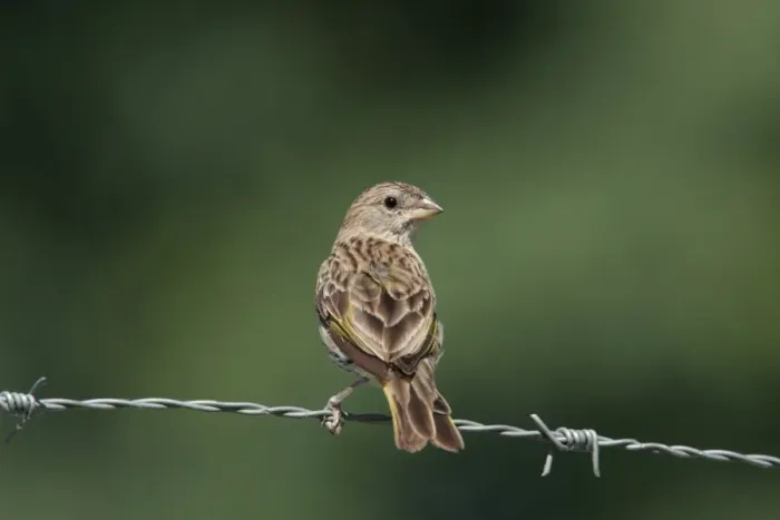Framed Print : Saffron Finch (Sicalis flaveola) adult female, perched on barbed wire fence, Costanera Sur Nature Reserve, Buenos Aires Province, Argentina, february