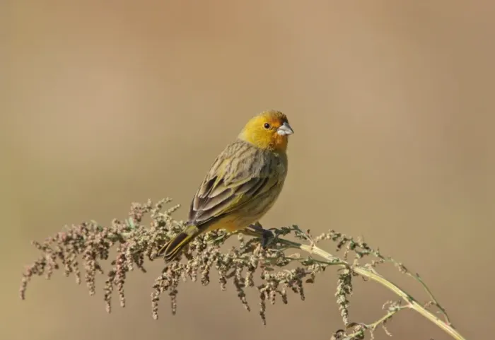 Framed Print : Saffron Finch (Sicalis flaveola) adult male, perched on stem, Vicente Lopez, Buenos Aires Province, Argentina, may