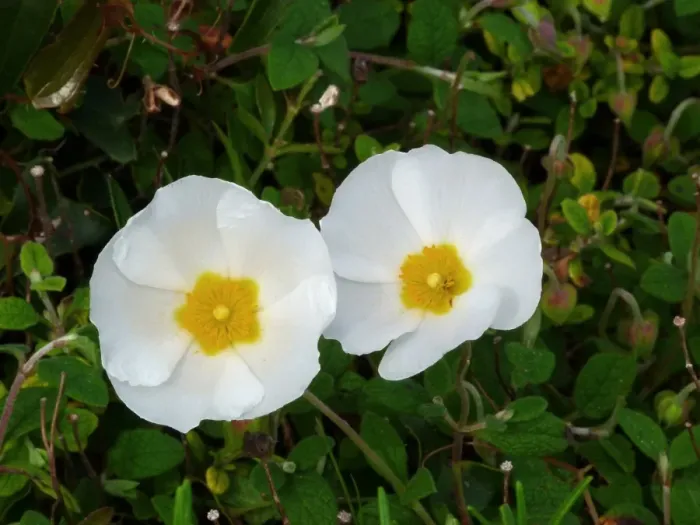Framed Print : Sage-leaved Rockrose (Cistus salvifolius) close-up of flowers, Corsica, France, April Framed Print : Sage-leaved Rockrose (Cistus salvifolius) close-up of flowers, Corsica, France, April